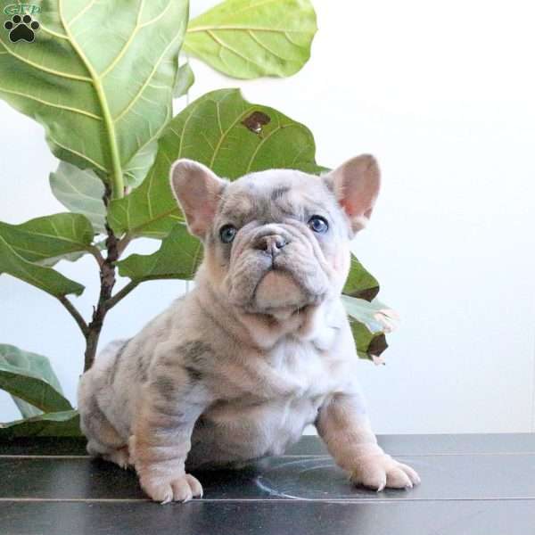 Justin, French Bulldog Puppy