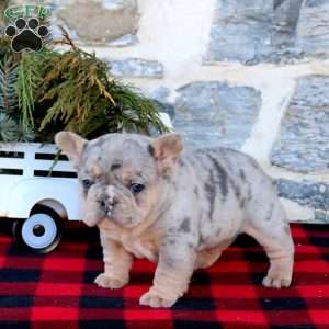 Justin, French Bulldog Puppy