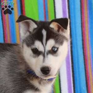 Justin, Siberian Husky Puppy