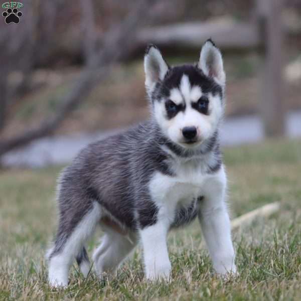 Justin, Siberian Husky Puppy