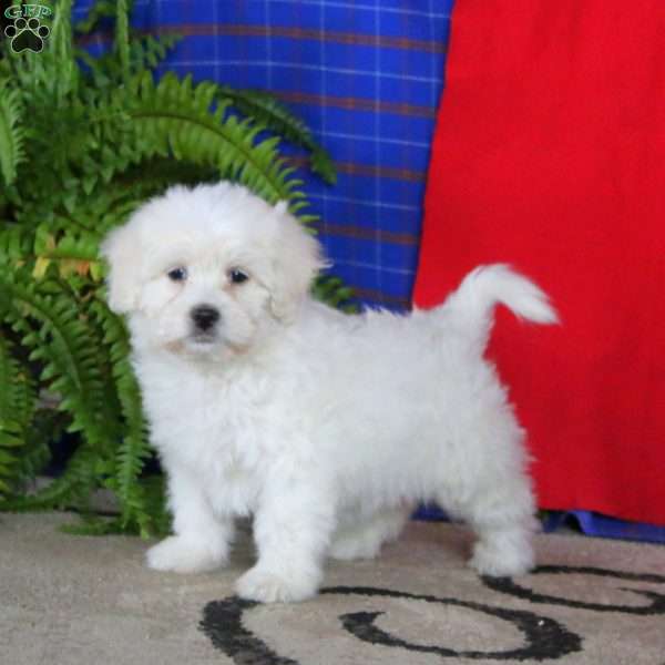 Justin, Miniature Poodle Mix Puppy