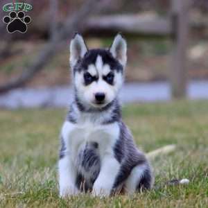 Justin, Siberian Husky Puppy