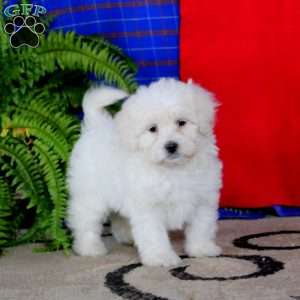 Justin, Miniature Poodle Mix Puppy