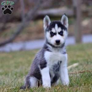 Justin, Siberian Husky Puppy
