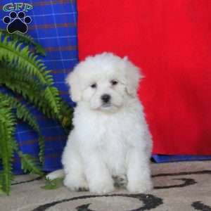 Justin, Miniature Poodle Mix Puppy