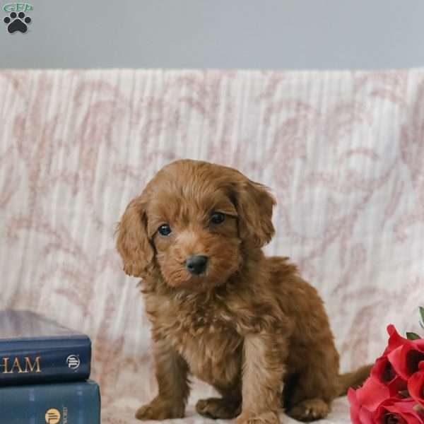 Justin, Cockapoo Puppy