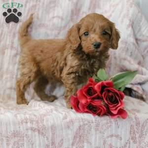 Justin, Cockapoo Puppy