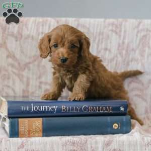 Justin, Cockapoo Puppy