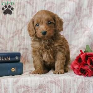 Justin, Cockapoo Puppy