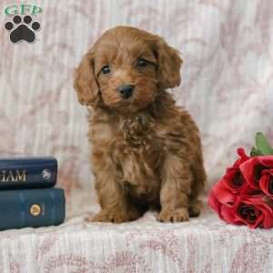 Justin, Cockapoo Puppy