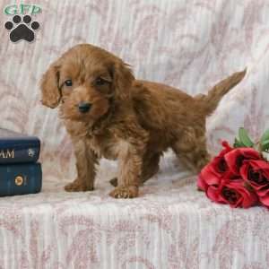 Justin, Cockapoo Puppy