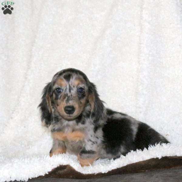 Kamden, Dachshund Puppy