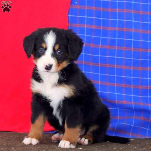 Kandy, Bernese Mountain Dog Puppy