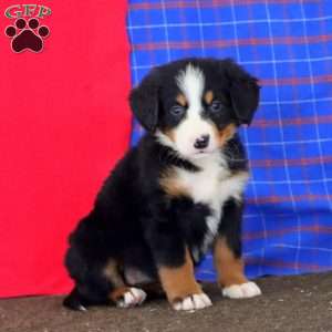 Kandy, Bernese Mountain Dog Puppy