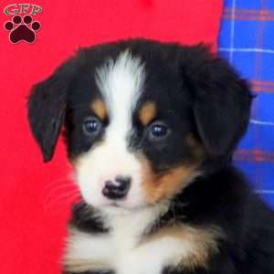 Kandy, Bernese Mountain Dog Puppy