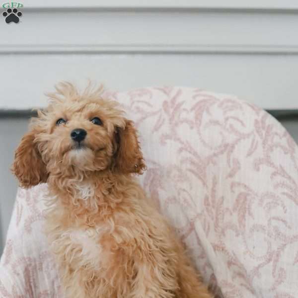 Kandy, Cavapoo Puppy