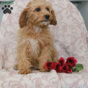 Kandy, Cavapoo Puppy