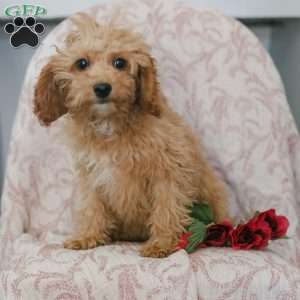 Kandy, Cavapoo Puppy