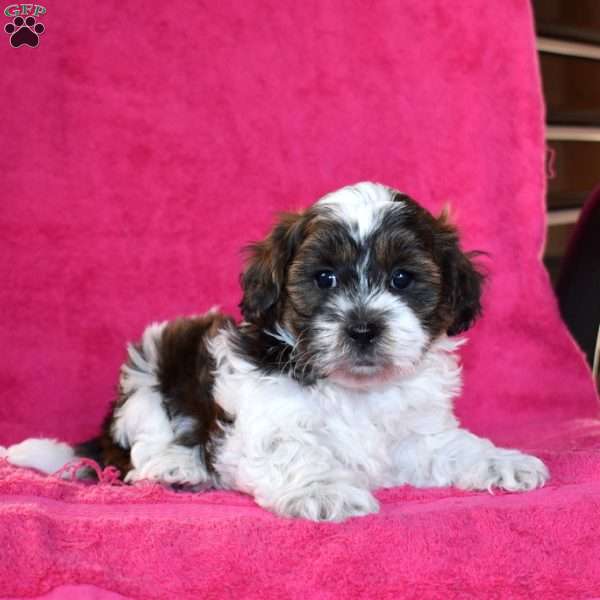 Kane, Teddy Bear Puppy