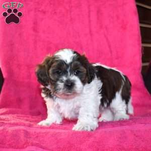 Kane, Teddy Bear Puppy