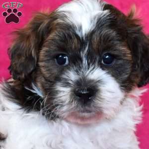 Kane, Teddy Bear Puppy