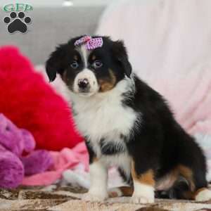 Kara, Australian Shepherd Puppy