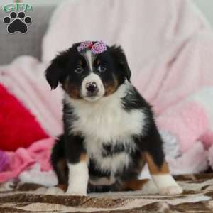 Kara, Australian Shepherd Puppy