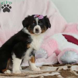 Kara, Australian Shepherd Puppy