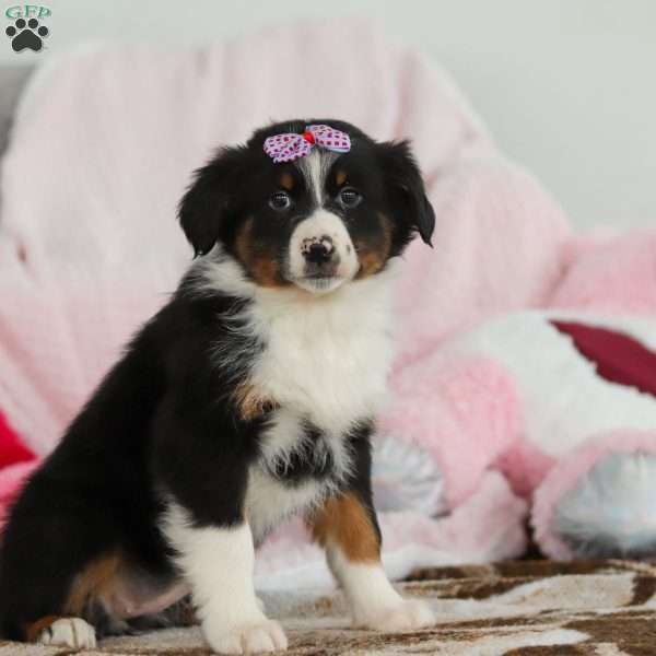 Kara, Australian Shepherd Puppy