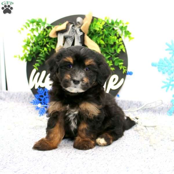 Karl, Maltipoo Puppy