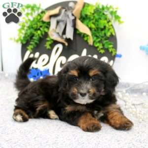 Karl, Maltipoo Puppy