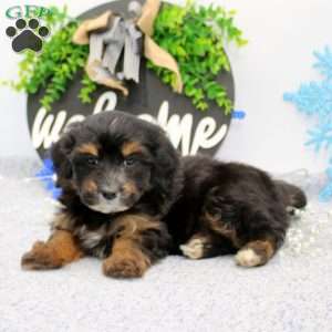 Karl, Maltipoo Puppy