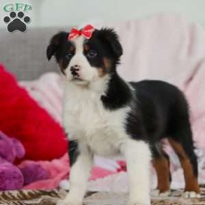 Karla, Australian Shepherd Puppy