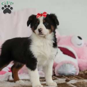 Karla, Australian Shepherd Puppy