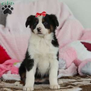 Karla, Australian Shepherd Puppy