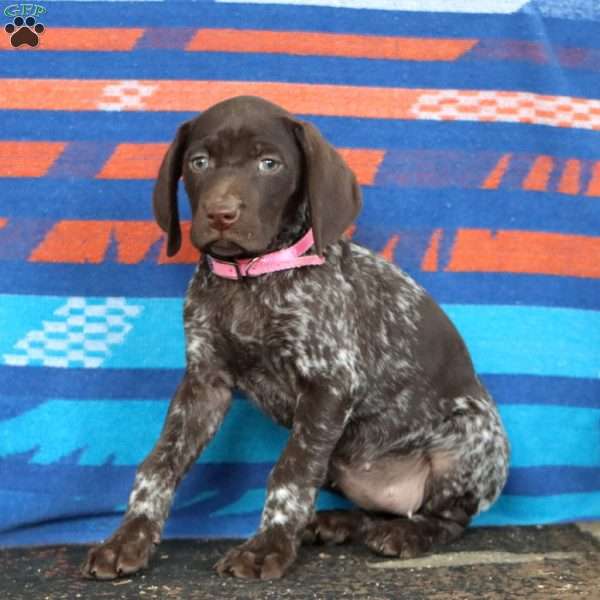 Karla, German Shorthaired Pointer Puppy
