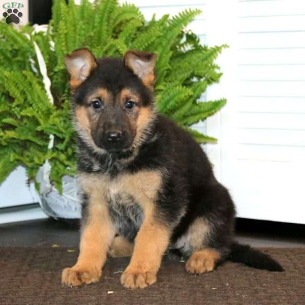 Karla, German Shepherd Puppy