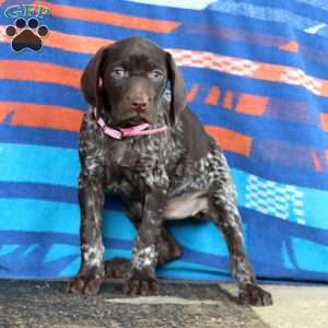 Karla, German Shorthaired Pointer Puppy