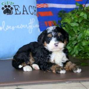 Karla, Bernedoodle Puppy