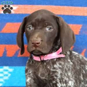 Karla, German Shorthaired Pointer Puppy