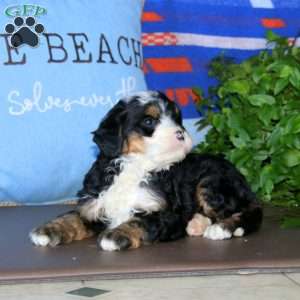 Karla, Bernedoodle Puppy