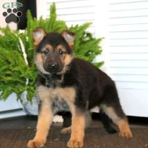 Karla, German Shepherd Puppy