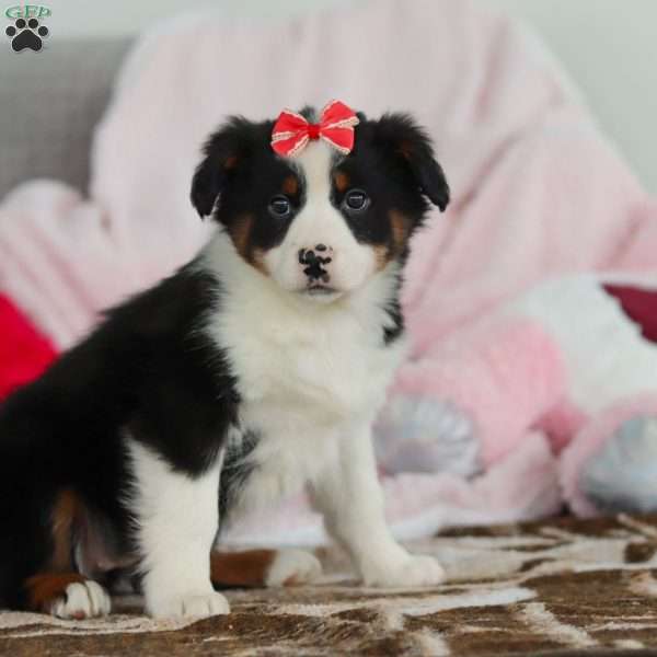 Karla, Australian Shepherd Puppy