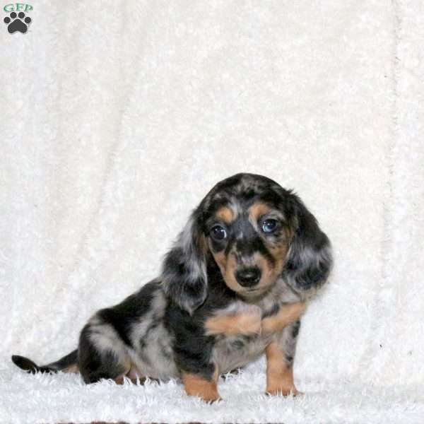 Karson, Dachshund Puppy