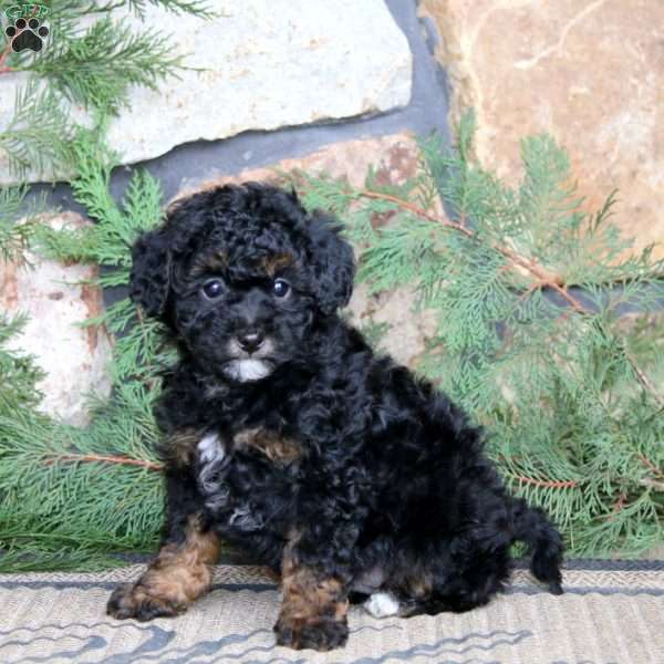 Karson, Miniature Poodle Puppy