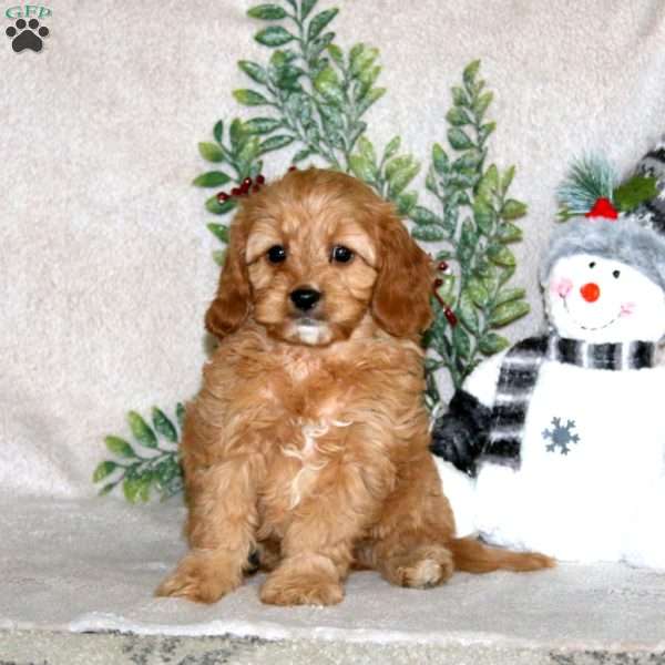 Karson, Cavapoo Puppy