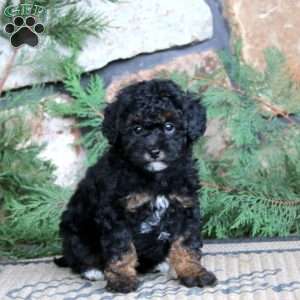 Karson, Miniature Poodle Puppy
