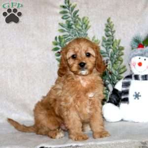 Karson, Cavapoo Puppy