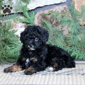 Karson, Miniature Poodle Puppy