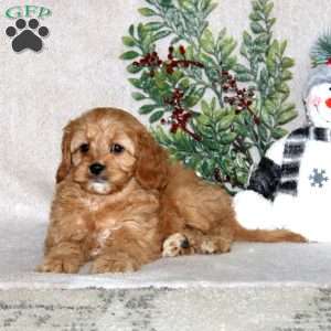 Karson, Cavapoo Puppy